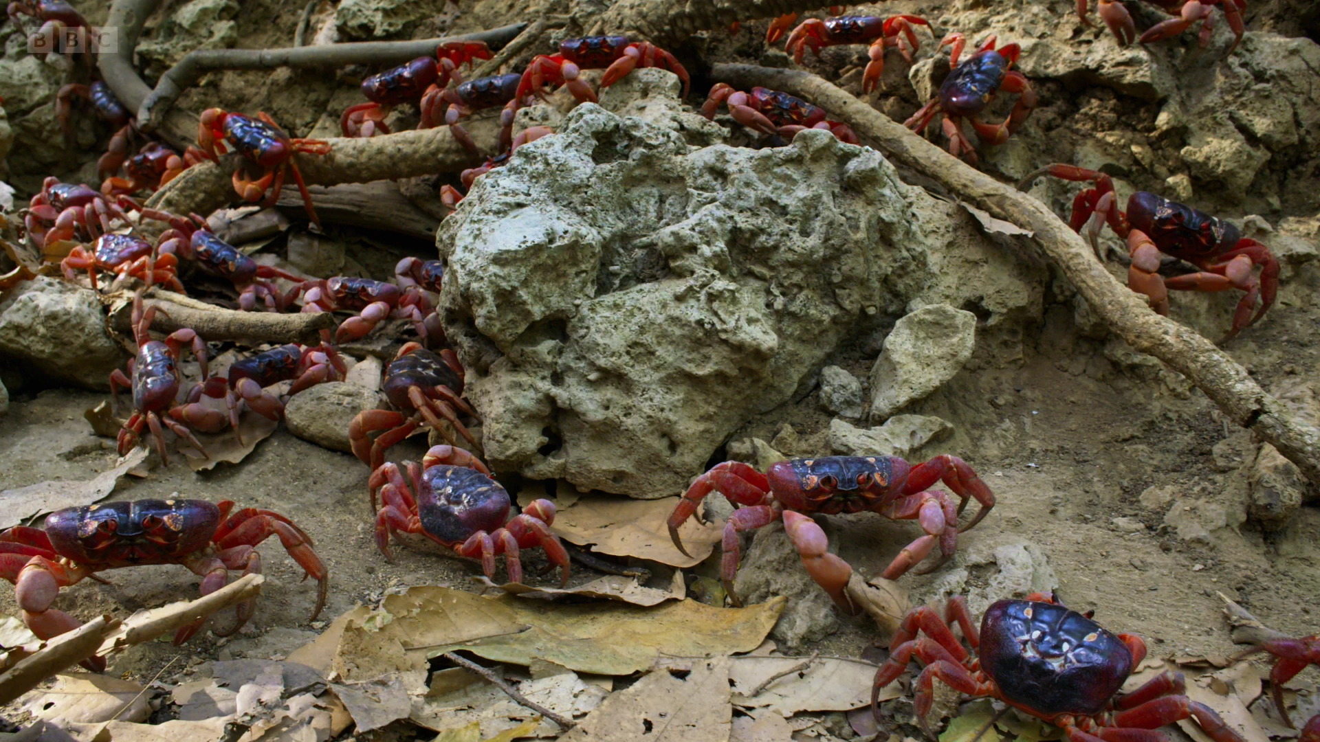 Christmas Island red crab (Gecarcoidea natalis) as shown in A Perfect Planet - Weather